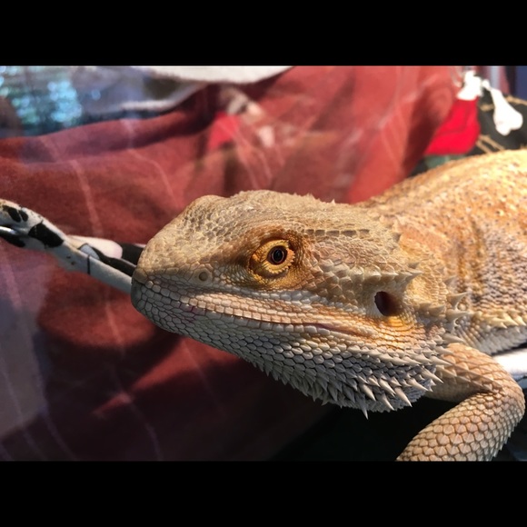 Meet your Posher, Nic - Picture 1 of 1